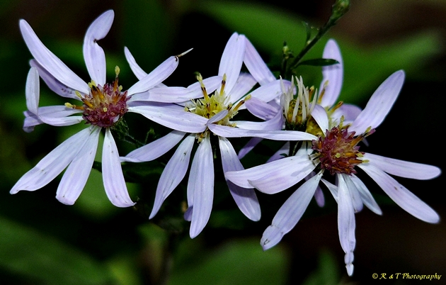 {Symphyotrichum shortii}